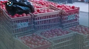 أسعار الطماطم والخضروات والفواكه في كفر الشيخ السبت